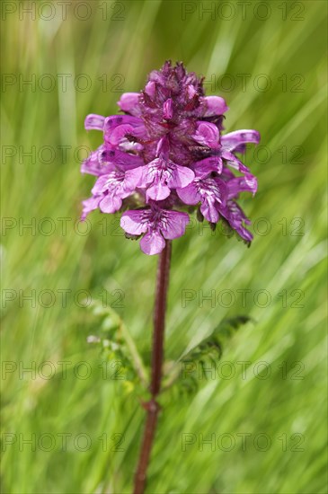 Verticillate lousewort (Pedicularis verticillata)