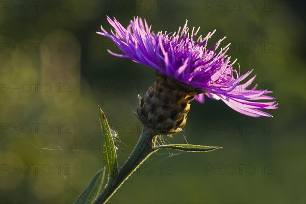 Brown Knapweed or Brownray Knapweed (Centaurea jacea)