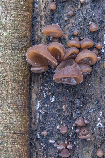 Jew's Ear or Wood Ear Fungus (Auricularia auricula-judae) on a Sycamore