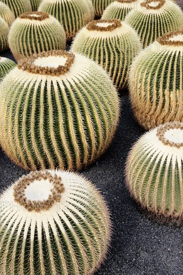 Golden Barrel Cactus