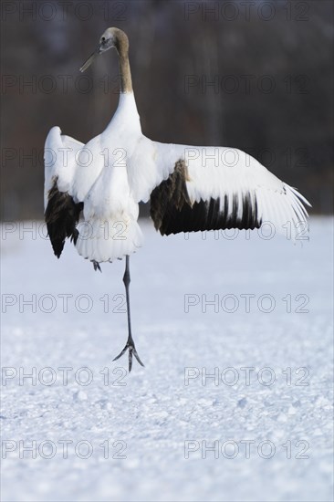 Red-crowned Crane