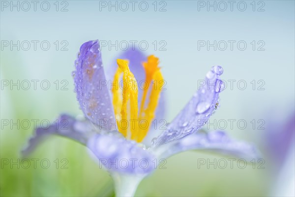 Crocus species (Crocus tommasinianus)