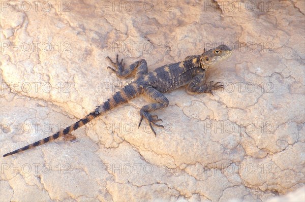 Egyptian Mastigure (Uromastyx aegyptia)