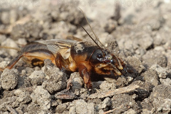 European Mole Cricket (Gryllotalpa gryllotalpa)