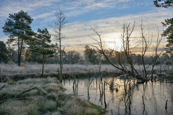 Sunrise in a marsh