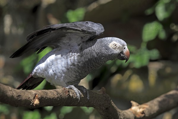 African Grey Parrot (Psittacus erithacus) sitting on a tree and spreading its wings