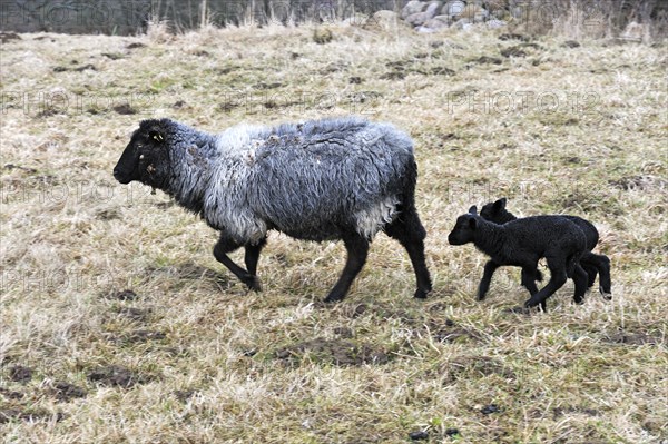 Pomeranian Coarsewool Sheep or Pomeranian Sheep