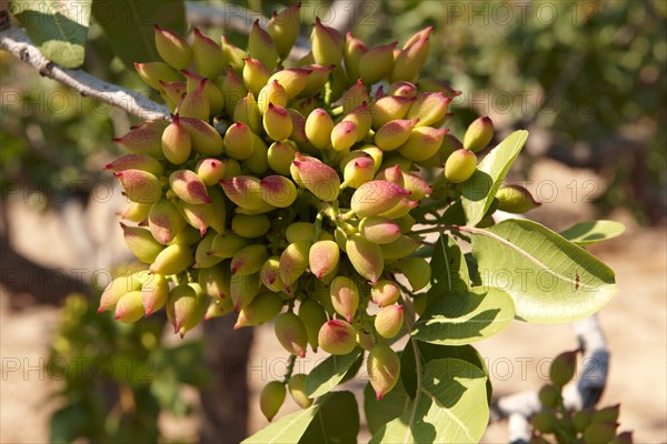 Pistachio fruits (Pistacia vera)