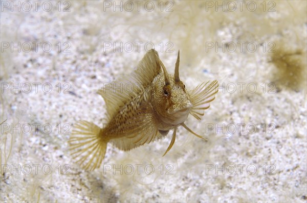 Tentacled Blenny (Parablennius tentacularis)