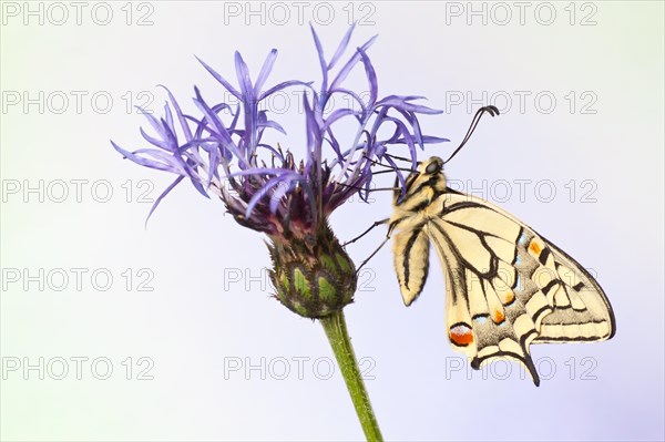 Old World Swallowtail (Papilio machaon) butterfly on a cornflower