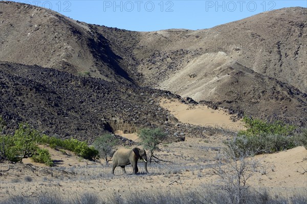 African Elephant (Loxodonta africana)