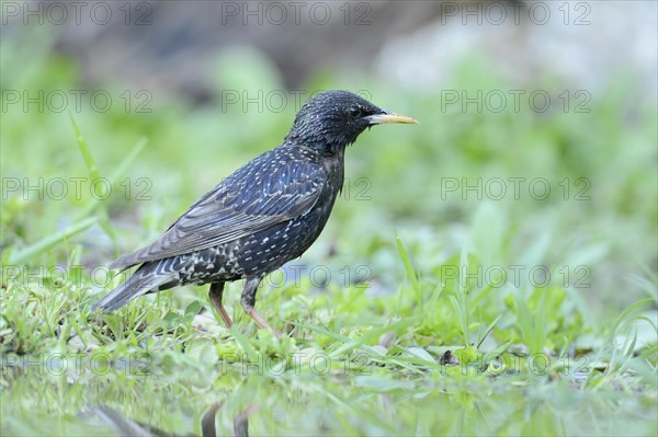 Starling (Sturnus vulgaris) standing beside a pond