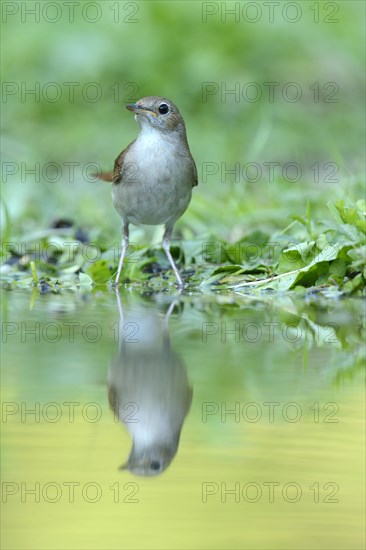 Nightingale (Luscinia megarhynchos) with its reflection in the water