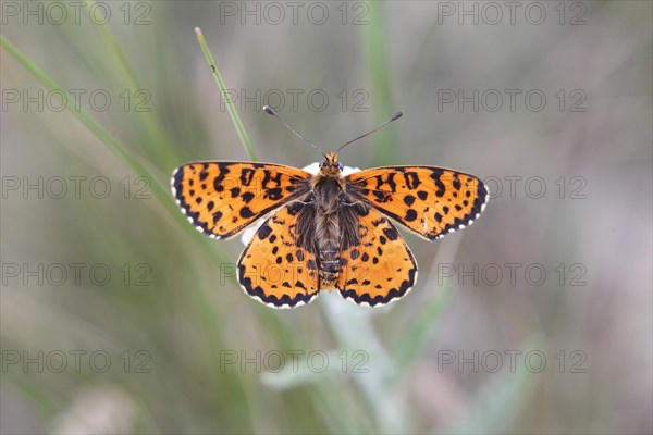 Spotted Fritillary (Melitaea didyma)