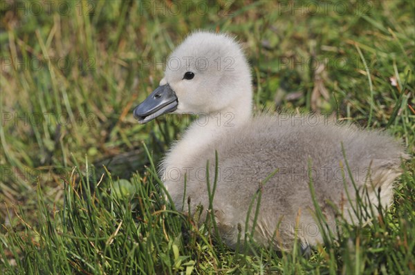 Mute Swan (Cygnus olor)