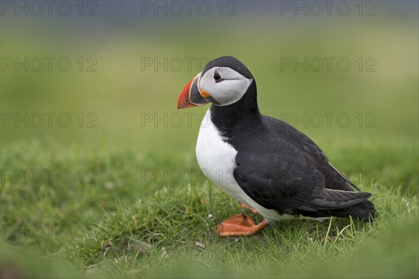 Puffin (Fratercula arctica)