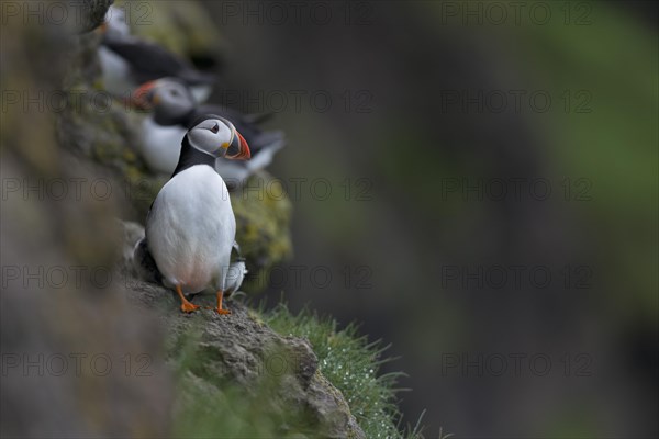 Puffin (Fratercula arctica)