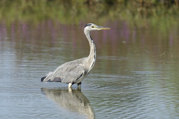 Grey Heron (Ardea cinerea)