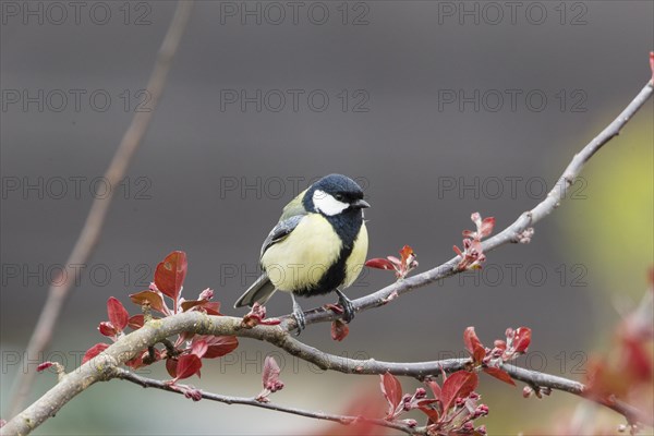 Great Tit (Parus major)