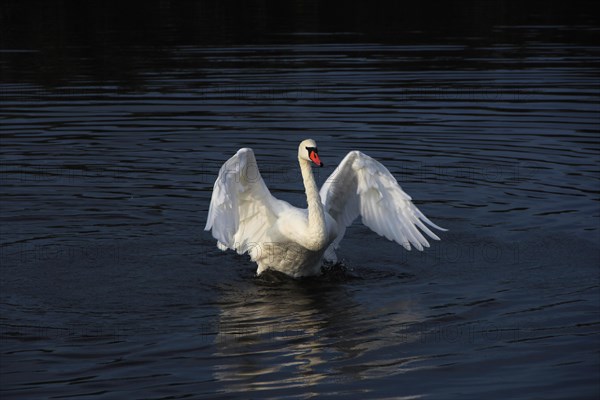 Mute Swan (Cygnus olor)