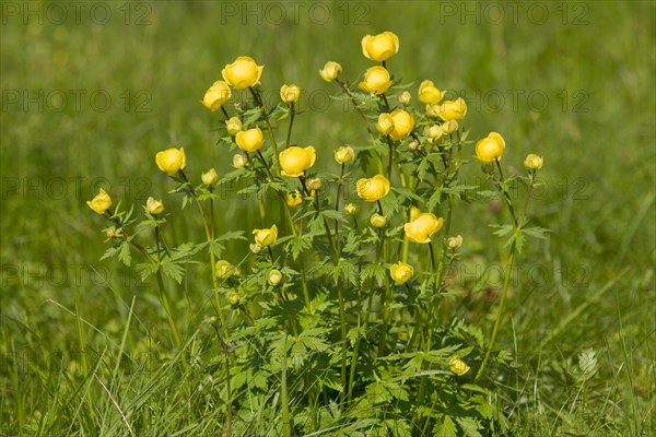 Globe Flower (Trollius europaeus)