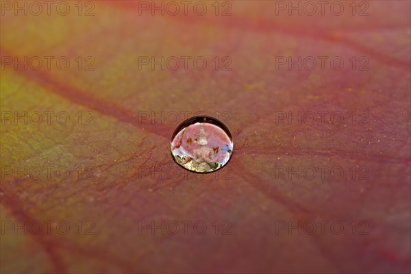 Buddha statue reflected in a drop of water on a lotus leaf