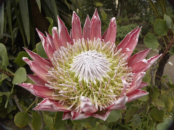 King Protea (Protea cynaroides)