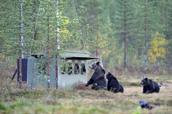 Brown Bears (Ursus arctos)