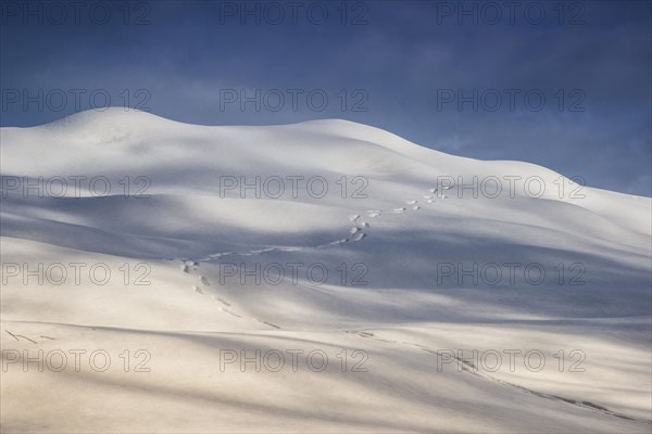 Animal track in the snow