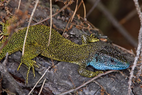 Eastern Green Lizard (Lacerta viridis)