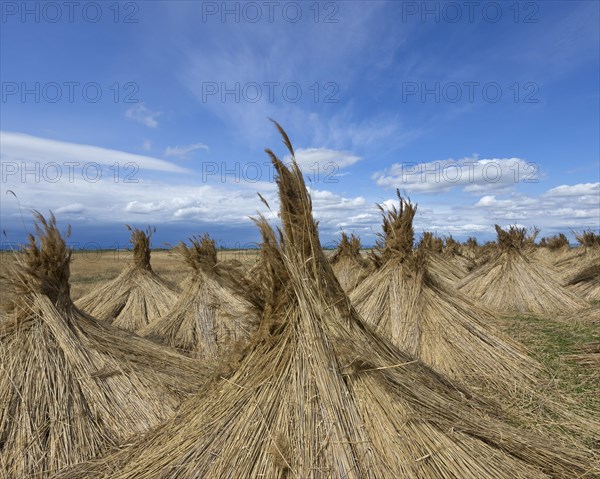 Reed put up for drying