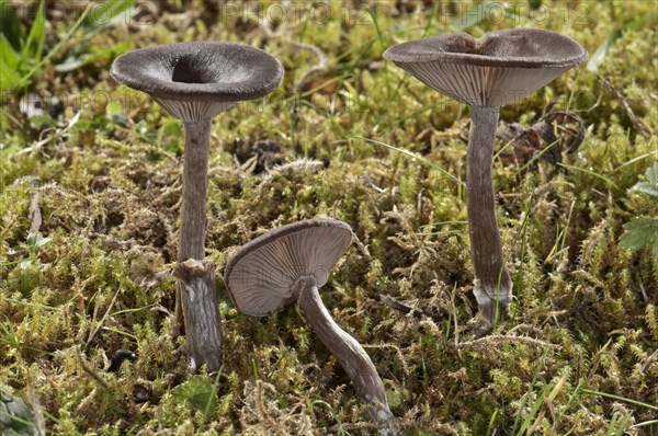 Coffee-brown Goblet Funnel Cap (Pseudoclitocybe cyathiformis)