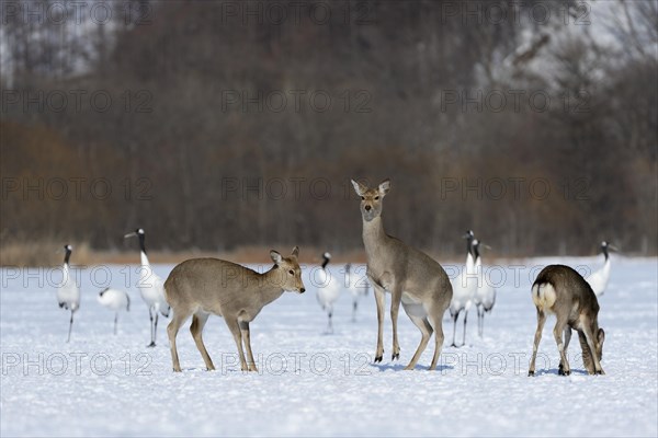 Hokkaido sika deer