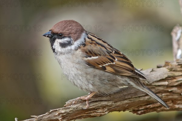 Tree Sparrow (Passer montanus)