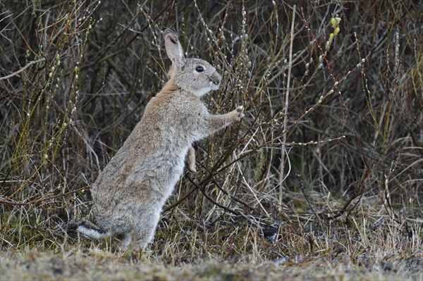 Wild Rabbit or Common Rabbit (Oryctolagus cuniculus)