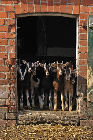 Goatlings or kids looking out a barn door on an organic farm