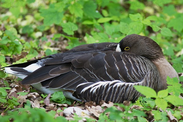 Lesser White-fronted Goose (Anser erythropus)