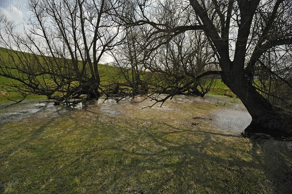 Old willow trees (Salix) at a dead ice kettle hole