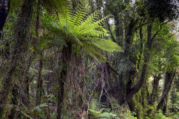 New Zealand jungle with Silver Ferns (Cyathea dealbata)