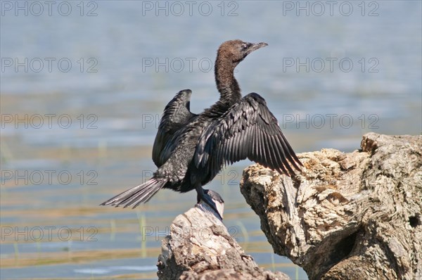 Pygmy Cormorant (Phalacrocorax pygmeus) drying its feathers