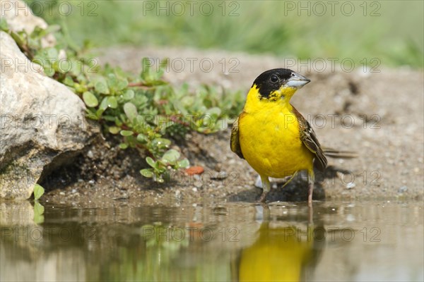 Black-headed Bunting (Emberiza melanocephala) beside a pond