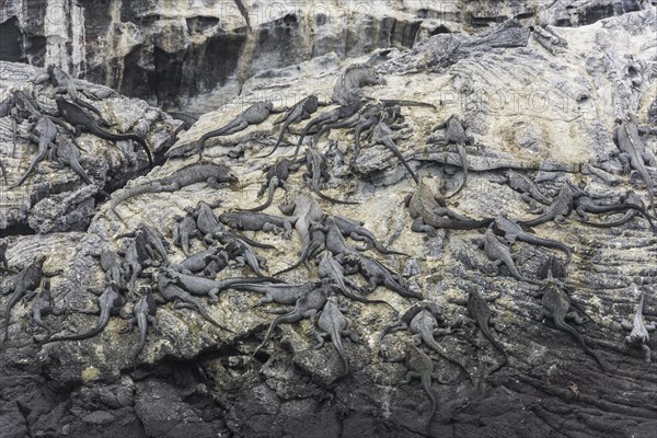 Rocks on the coast with a large colony of Marine Iguanas (Amblyrhynchus cristatus)