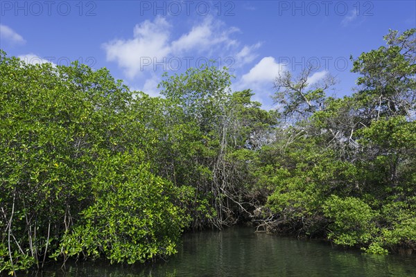 Sea channel overgrown with mangroves