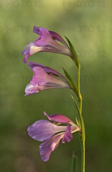 Italian Gladiolus