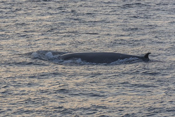 Bryde's Whale (Balaenoptera brydei)