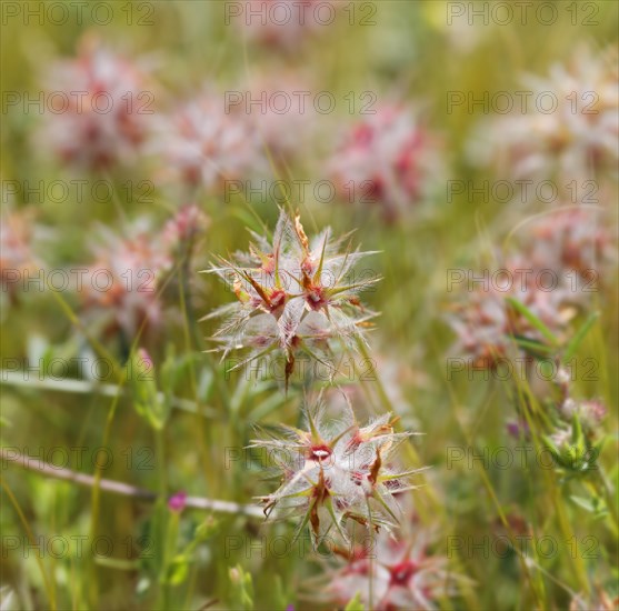 Clover species (Trifolium stellate)