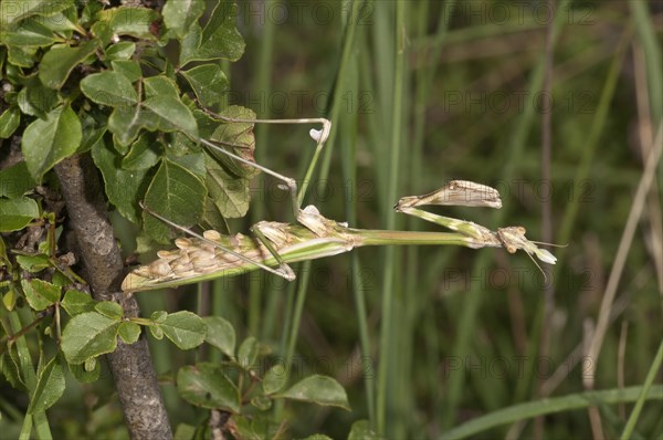 Conehead Mantis (Empusa pennata) in a waiting position