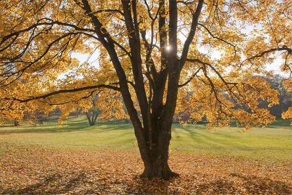 Autumnal coloured Field Maple (Acer campestre) in a park