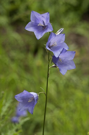 Peach-leaved Bellflower (Campanula persicifolia)