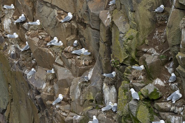 Nesting Black-legged Kittiwakes(Rissa tridactyla) in a cliff